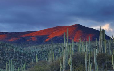 Les veus i els silencis d’El llano en llamas, Juan Rulfo